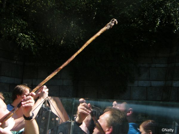 09 - Ein Ochsenziemer im Anflug.jpg